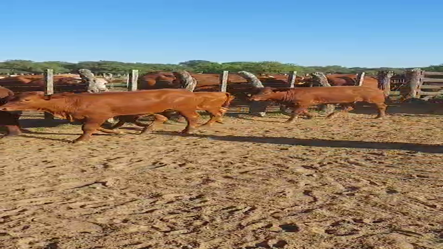 Lote 100 Terneros/as