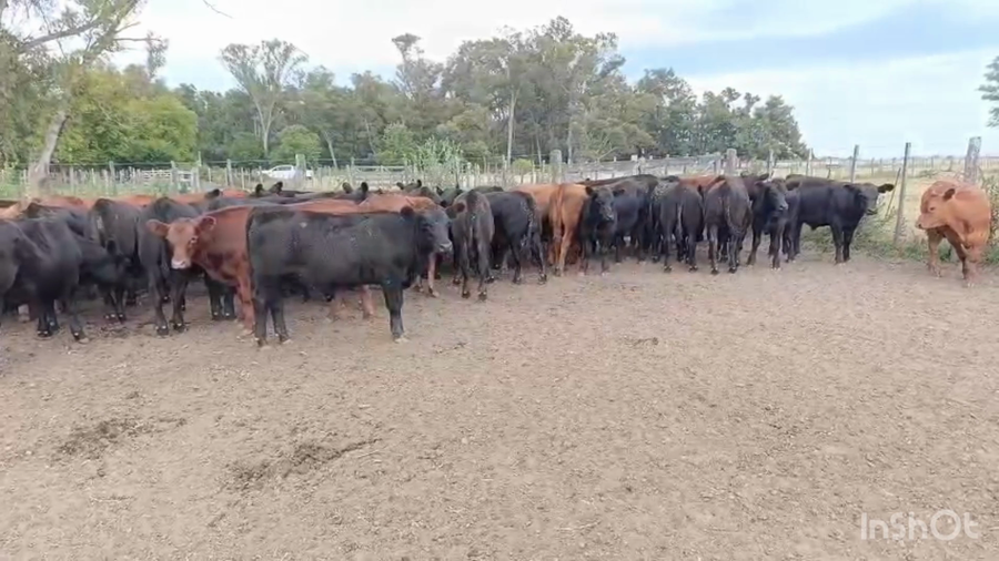 Lote 65 Terneros
