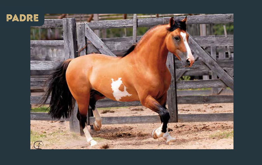 Lote ÍNDIO DO BOEIRO X LUNA LLENA DEL CHAMAME