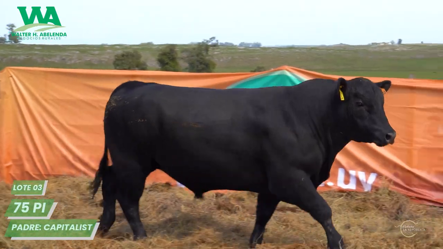 Lote TORO PC