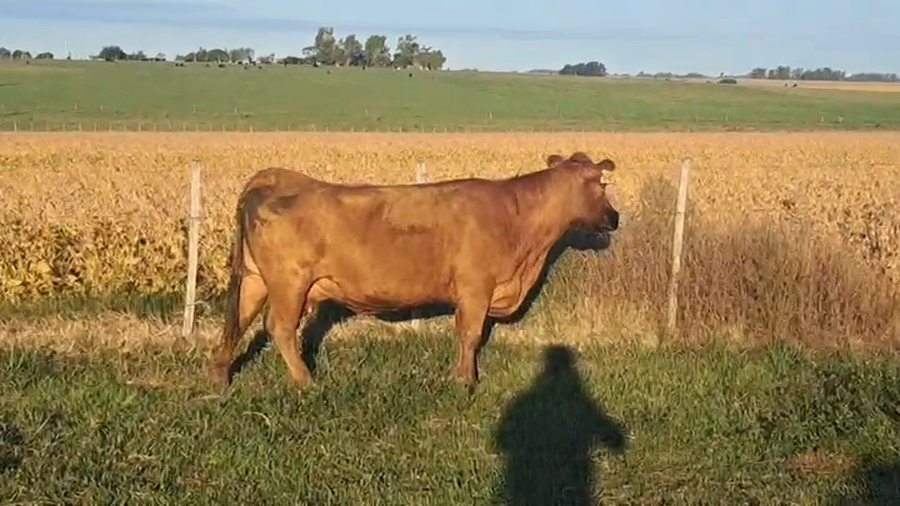 Lote VACA DE INVERNADA