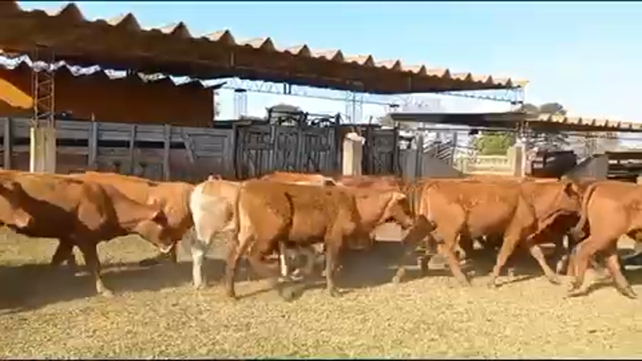 Lote 55 Novillos en Virasoro, Corrientes