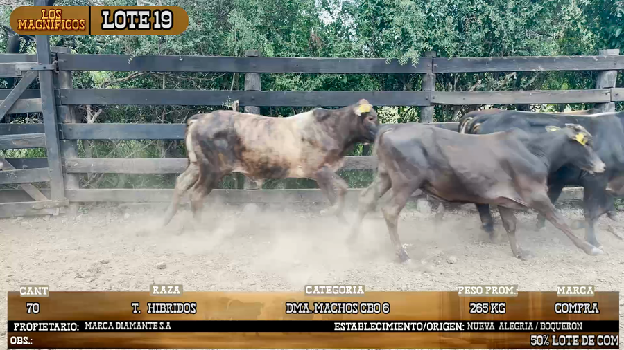 Lote LOTE 19