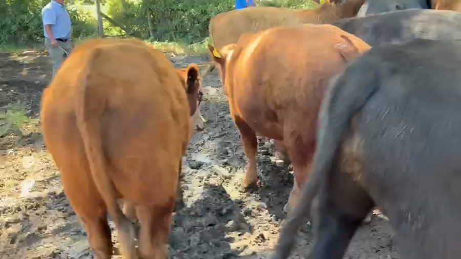 Lote 25 Vaquilla Engorda en Talca, VII  Región Maule