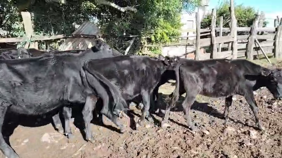 Lote 8 Terneros a remate en Pantalla Camy, San José