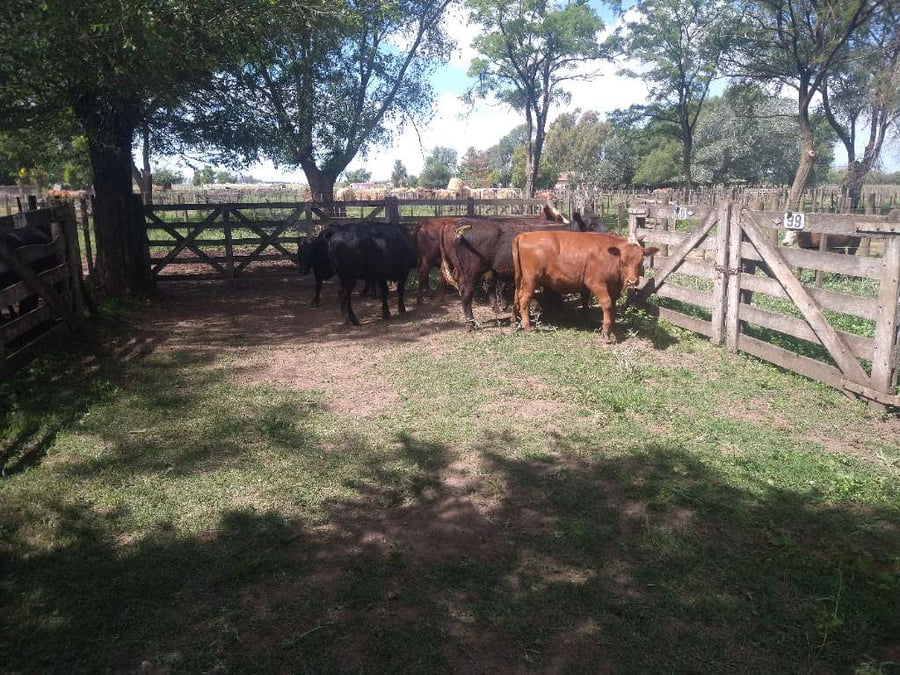 Lote 11 Vaquillonas en Gral. Lamadrid, Buenos Aires