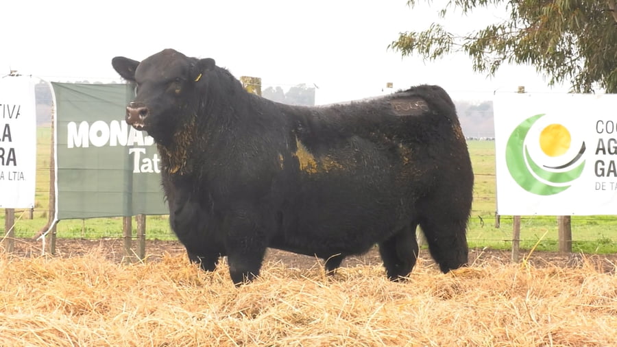 Lote TOROS PUROS POR CRUZA