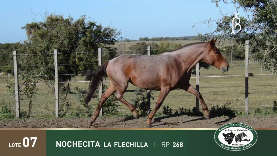 Lote NOCHECITA LA FLECHILLA