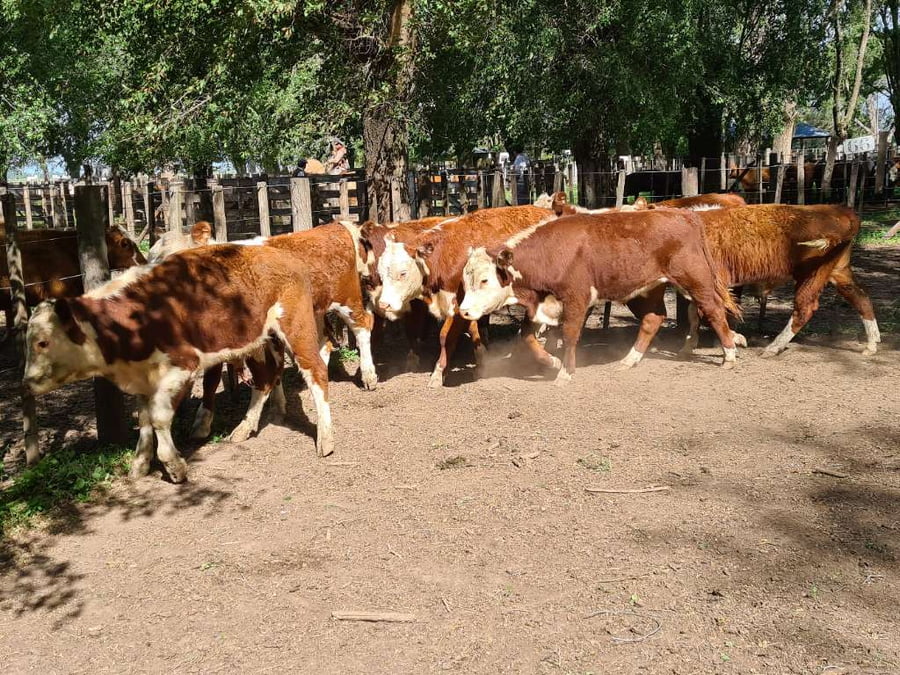 Lote 8 Terneros en Gral. Lamadrid, Buenos Aires