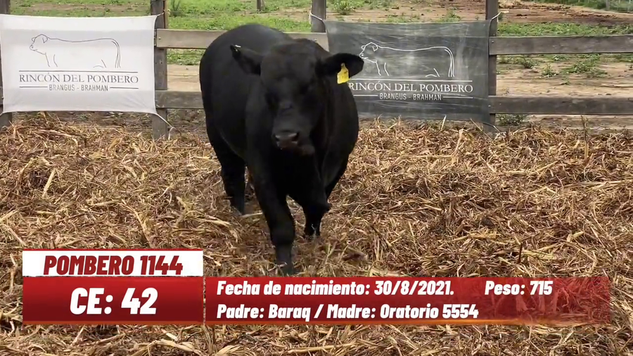Lote TORO