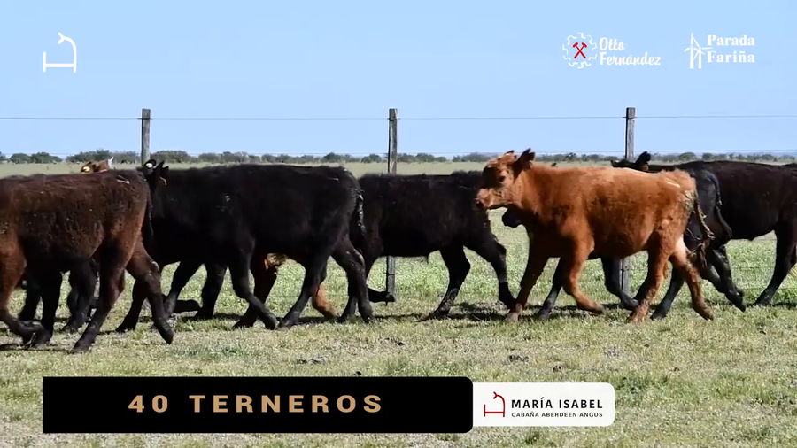 Lote 40 Terneros a remate en VI REMATE MARIA ISABEL, Artigas