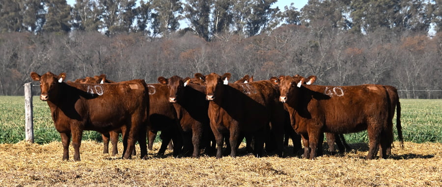 Lote VAQUILLONAS ANGUS PC OTOÑO