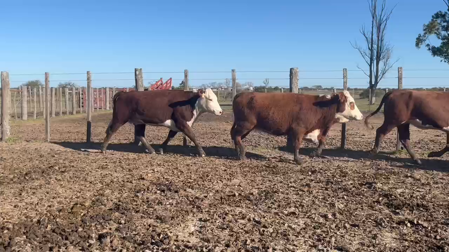 Lote 48 Vaquillonas preñadas