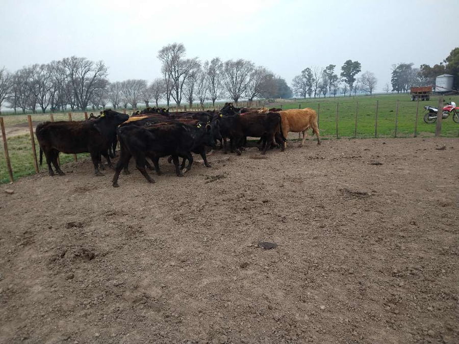 Lote 19 Vacas nuevas en Gral. Lamadrid, Buenos Aires