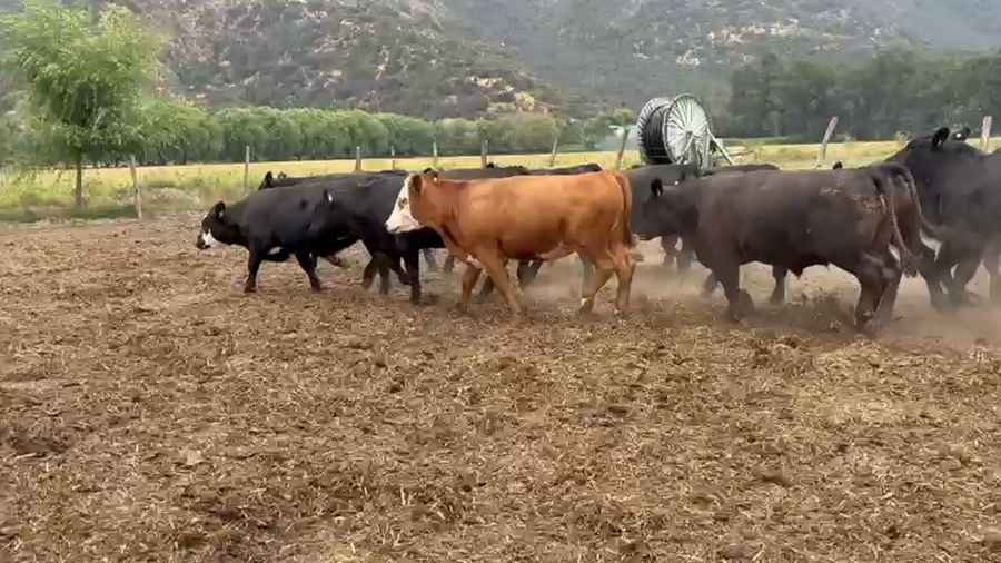 Lote 45 Novillo Gordo en Paine, Región Metropolitana