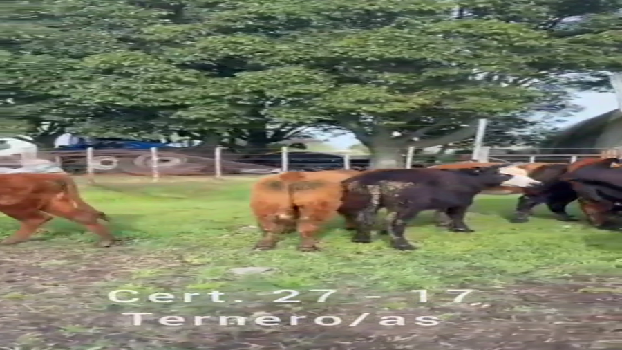 Lote TERNEROS Y TERNERAS