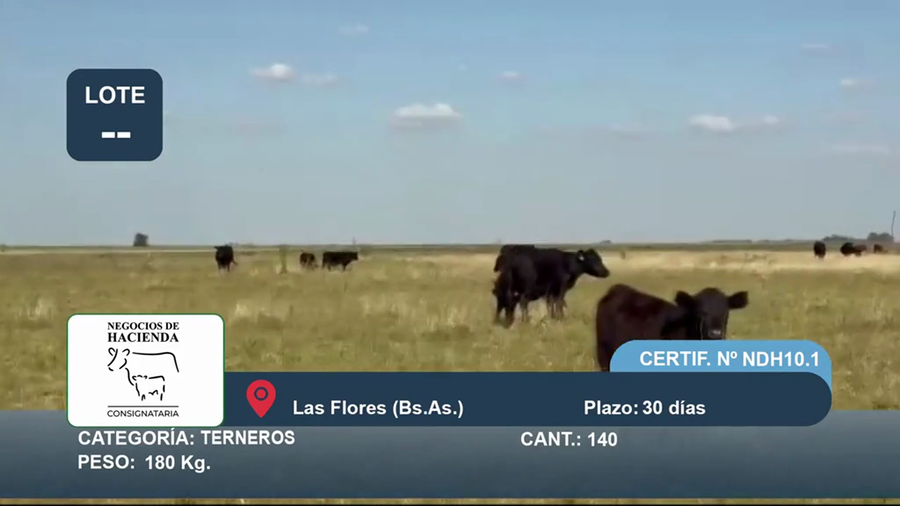 Lote 140 Terneros en Buenos Aires, Las Flores