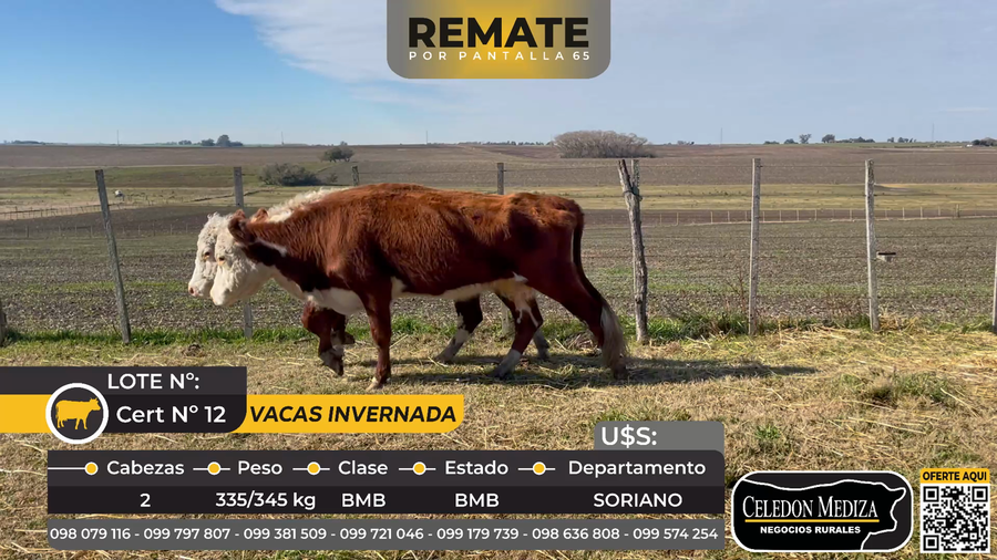 Lote 2 Vacas de Invernada en Soriano