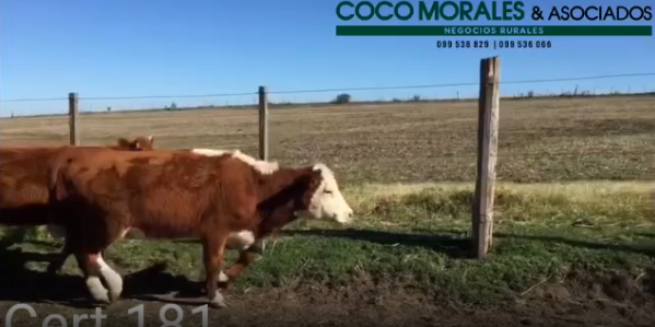 Lote 12 Vaquillonas en Colonia