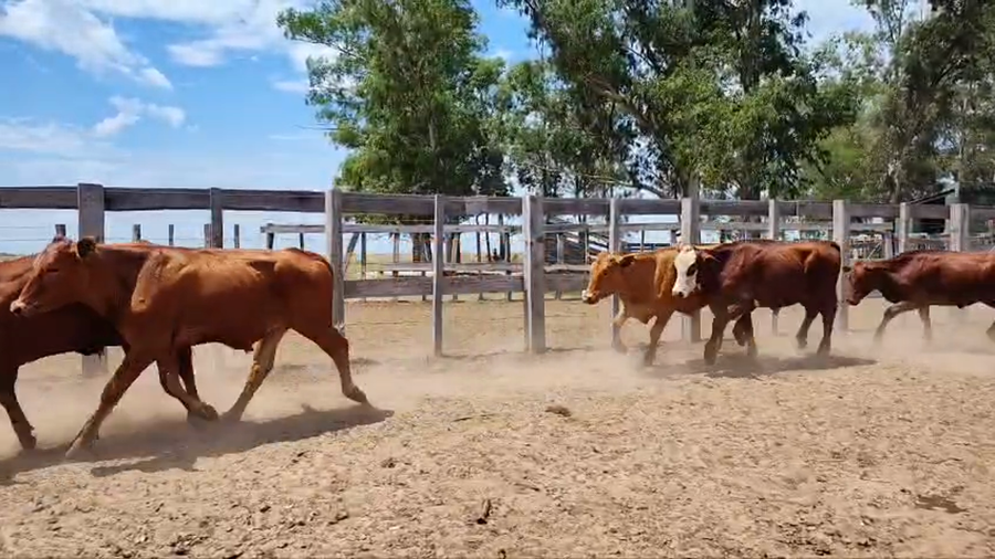 Lote 43 Novillos en Corrientes, Mercedes