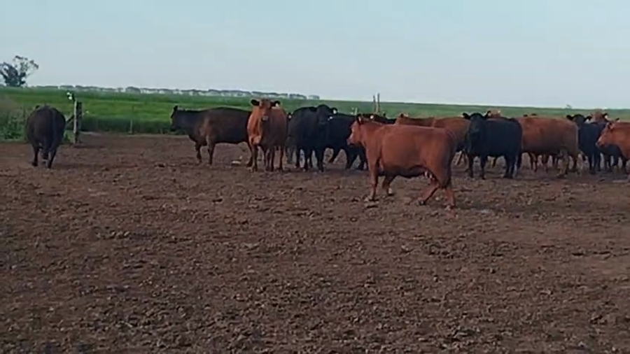 Lote 48 Vacas faena en Del Campillo, Córdoba