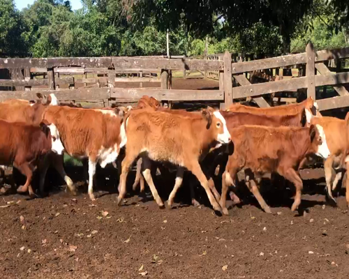 Lote 70 Terneros/as en Ituzaingó, Corrientes