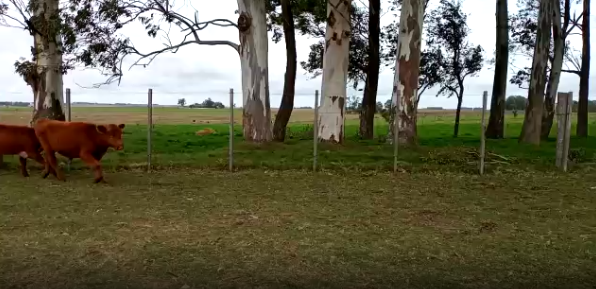 Lote 30 Terneros en Soriano