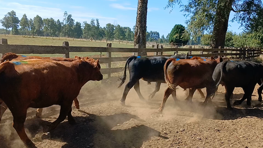 Lote 56 Novillo Engorda en Frutillar, X Región Los Lagos