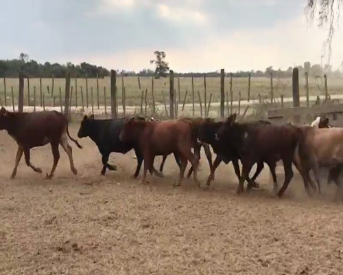 Lote 110 Terneras en Quimilí, Santiago del Estero