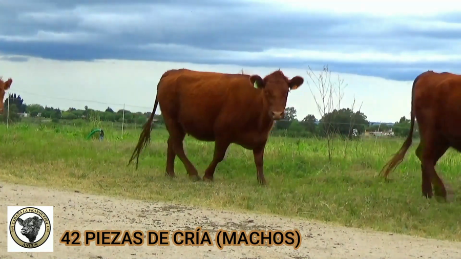 Lote 42 Vaquillonas  a remate en CABAÑA LA PODEROSA, Florida