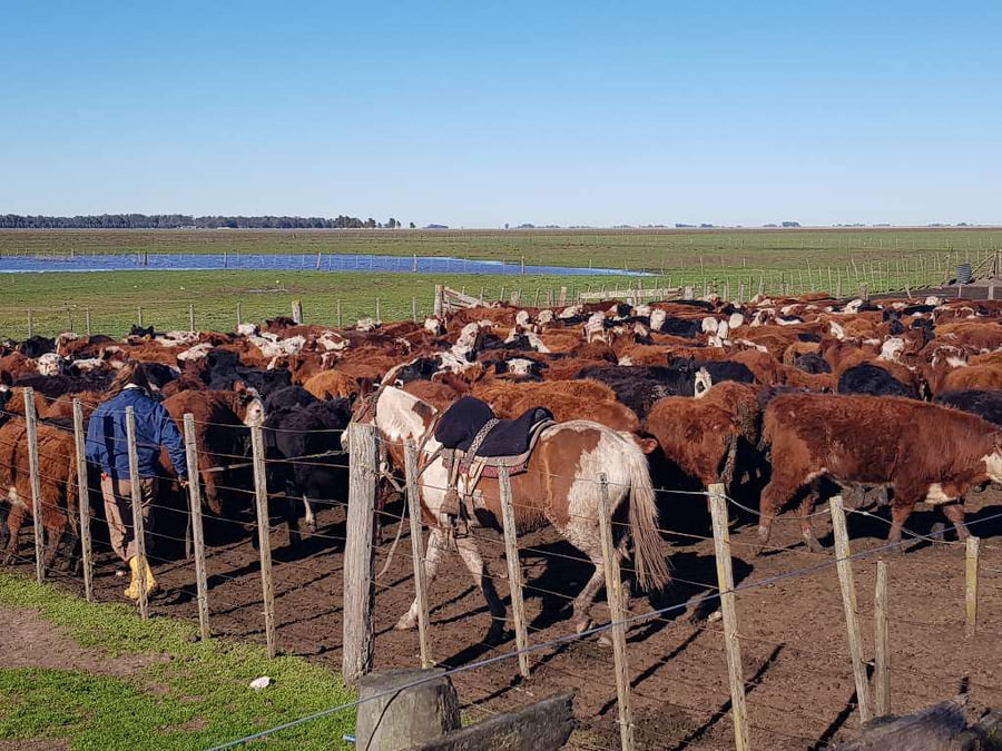 Lote 65 Terneros en Benito Juárez, Buenos Aires