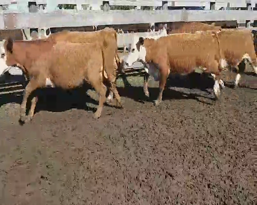 Lote 100 Terneros en Villaguay, Entre Ríos