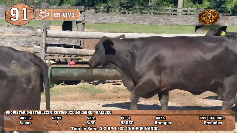 Lote LOTE 91 -EN VIVO