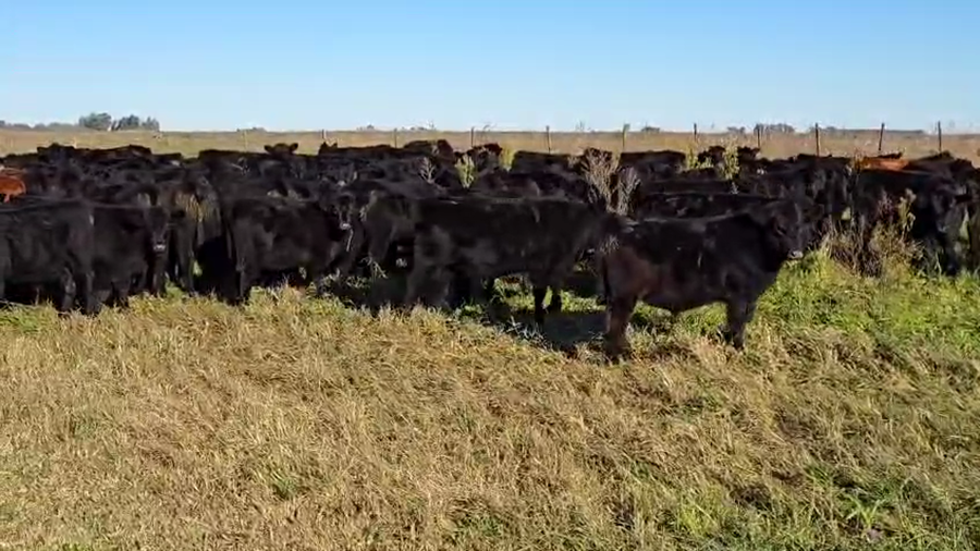 Lote 70 Terneras en Buenos Aires, Carlos Casares