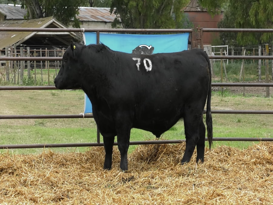 Lote TOROS ANGUS NEGROS PC