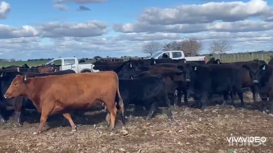 Lote 110 Terneros en Brandsen, Buenos Aires