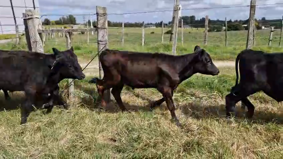 Lote 6 Terneros a remate en Pantalla Camy, San José