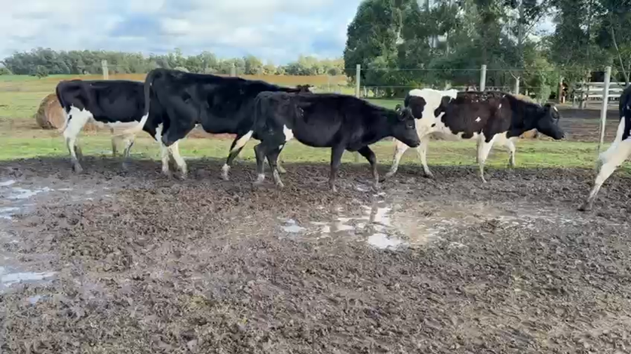 Lote VAQUILLONAS 1 a 2 AÑOS