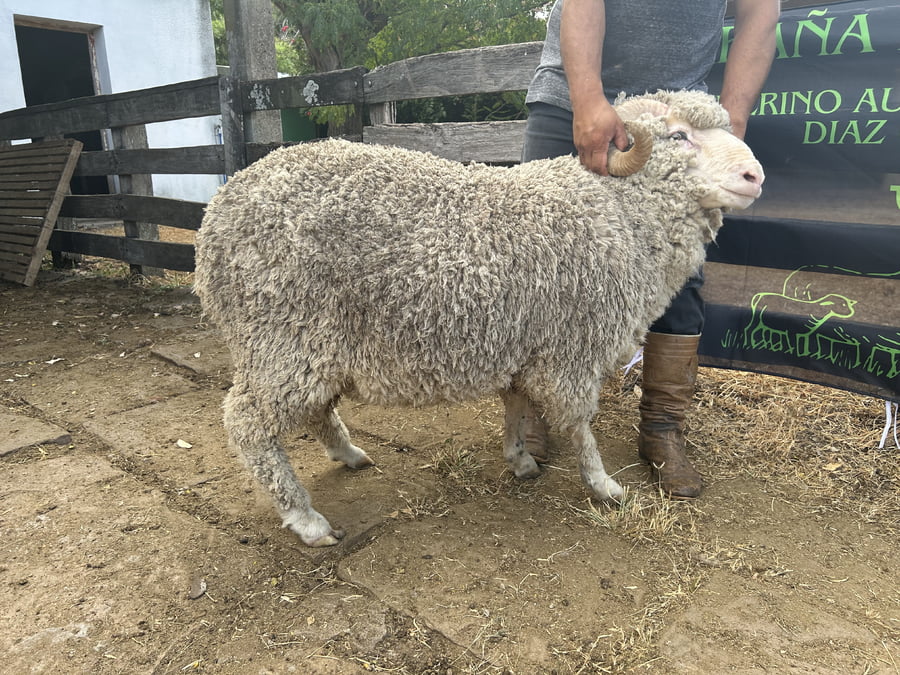 Lote Borrego 2D (MO: Si)