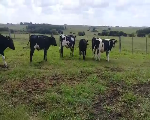 Lote 7 Novillos 1 a 2 años HOLANDO Y CRUZAS a remate en Pantalla Camy 280kg - , San José