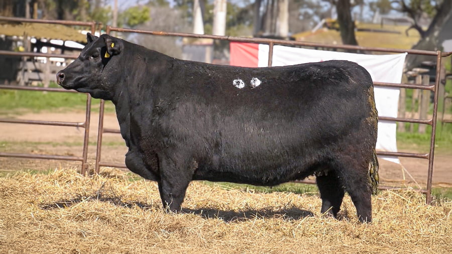 Lote VAQUILLONAS PP C/GARANTÍA DE PREÑÉZ