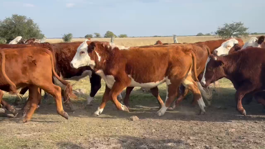 Lote 63 Novillos en Corrientes, Mercedes
