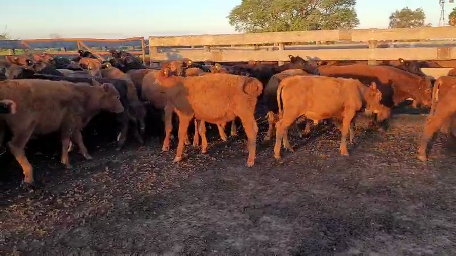 Lote 100 Terneros en Villaguay, Entre Ríos