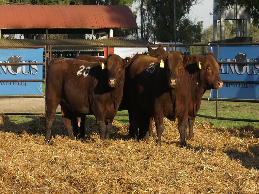 Lote TOROS ANGUS COLORADOS PC