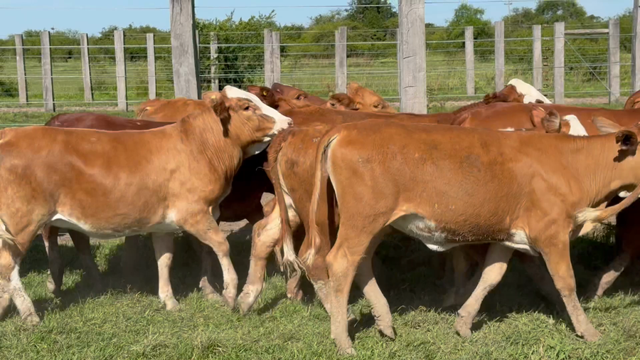Lote 119 Terneras en Corrientes, Mercedes