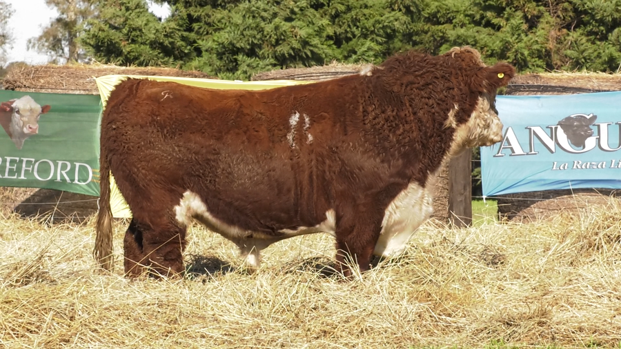 Lote TOROS P. HEREFORD PURO REGISTRADO
