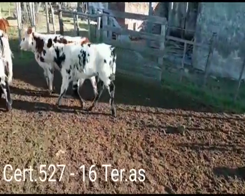Lote (Vendido)16 Terneras 15 NO - 1NO/ HE a remate en Remate virtual de Coco Morales & Asoc. 175kg -  en Cuchilla del Perdido a 17km de Cardona por camino vecinal.