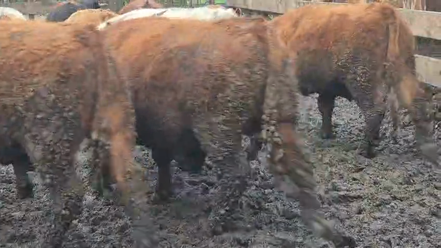 Lote 45 Novillo Gordo en Linares, VII  Región Maule