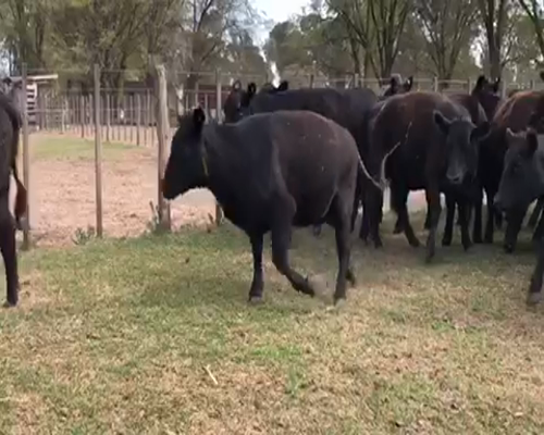 Lote 20 Vaquillonas en Miguel Riglos, La Pampa
