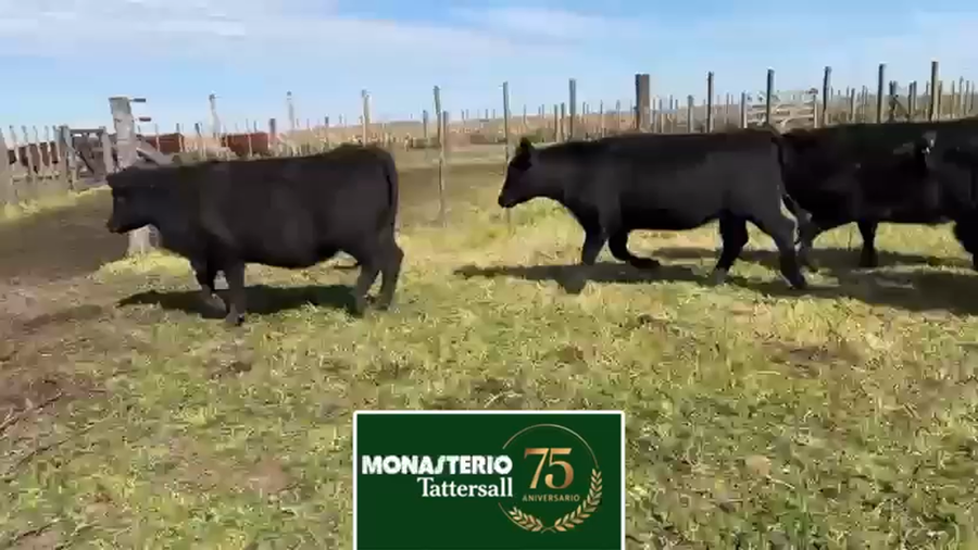 Lote 35 Vaquillonas preñadas en Buenos Aires, Tres Arroyos
